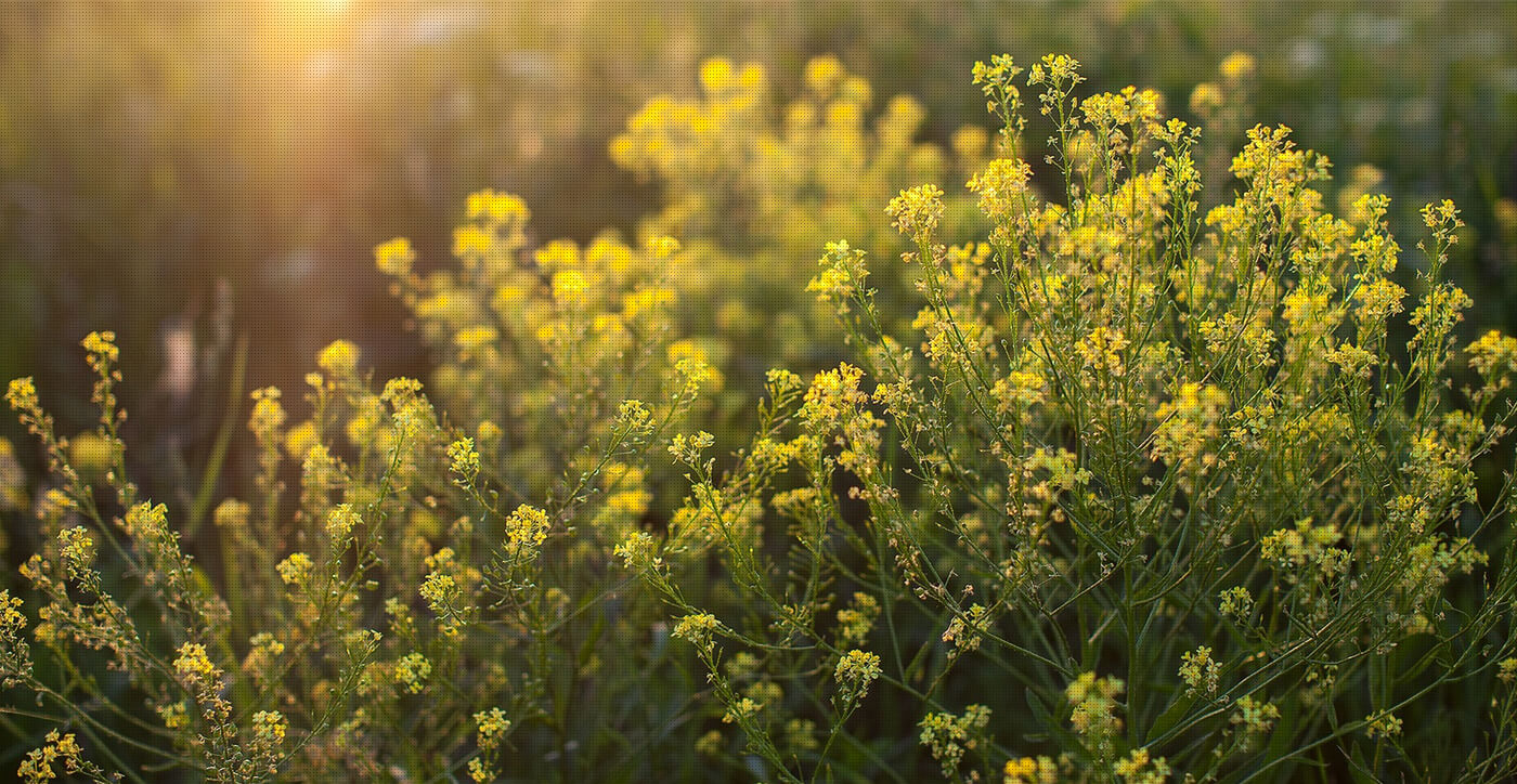 Recreational & Medical Marijuana