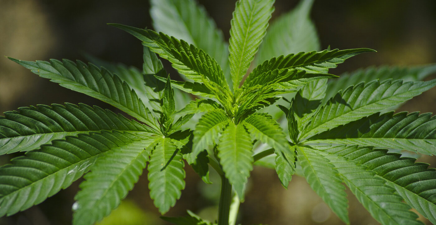 Recreational & Medical Marijuana